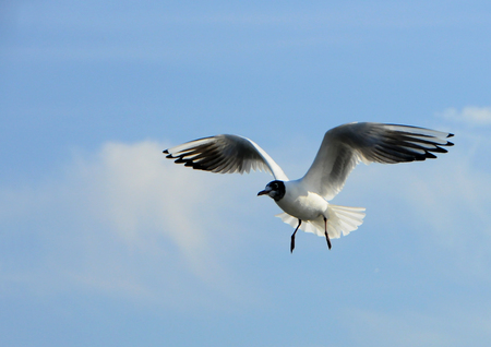 Birds of Ukraine.Gulls fly against the blue sky. Wintering waterfowl. Black Seaの写真素材