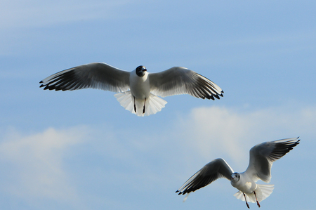 Birds of Ukraine.Gulls fly against the blue sky. Wintering waterfowl. Black Seaの写真素材