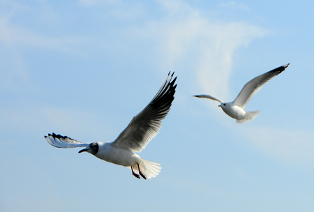 Birds of Ukraine.Gulls fly against the blue sky. Wintering waterfowl. Black Seaの写真素材