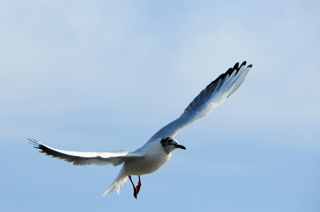 Birds of Ukraine.Gulls fly against the blue sky. Wintering waterfowl. Black Seaの写真素材