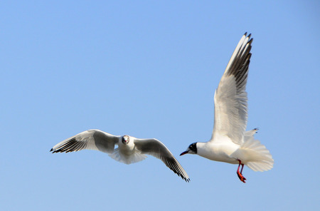 Birds of Ukraine.Gulls fly against the blue sky. Wintering waterfowl. Black Seaの写真素材