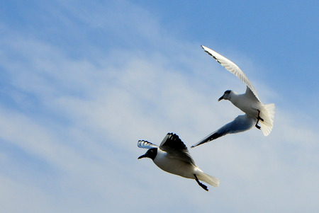 Birds of Ukraine.Gulls fly against the blue sky. Wintering waterfowl. Black Seaの写真素材