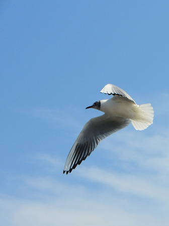 Birds of Ukraine.Gulls fly against the blue sky. Wintering waterfowl. Black Seaの写真素材