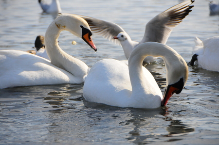 Birds of Ukraine. Swans, gulls and ducks - wintering waterfowl in the Black Seaの写真素材