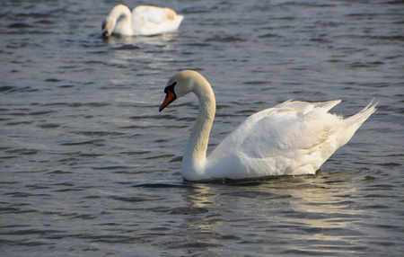 Swans - wintering waterfowl in the Black Seaの写真素材