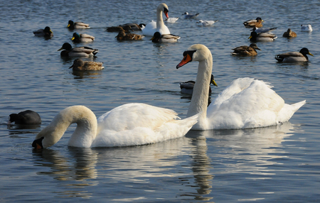Birds of Ukraine. Swans, gulls and ducks - wintering waterfowl in the Black Seaの写真素材