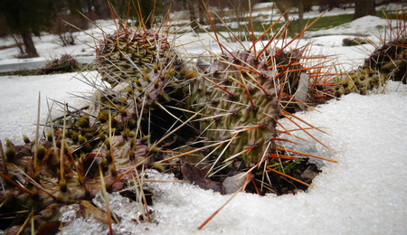 Hibernating in the open ground cacti, in the spring under the snowの写真素材