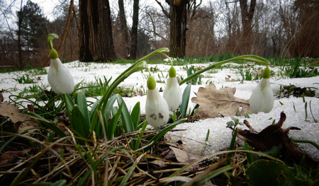 Galanthus. Beautiful spring flowers in the wild. Snowdrops in nature. First spring flowers snowdrops in the woods. Wild white snowdrops in the snow.の写真素材