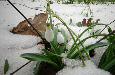 Galanthus. Beautiful spring flowers in the wild. Snowdrops in nature. First spring flowers snowdrops in the woods. Wild white snowdrops in the snow.の写真素材