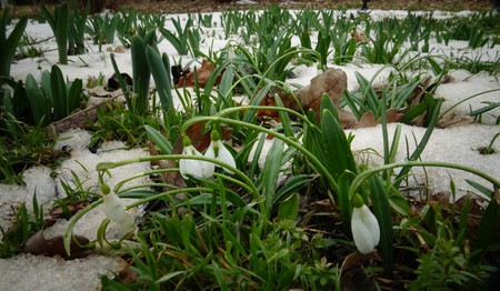 Galanthus. Beautiful spring flowers in the wild. Snowdrops in nature. First spring flowers snowdrops in the woods. Wild white snowdrops in the snow.の写真素材