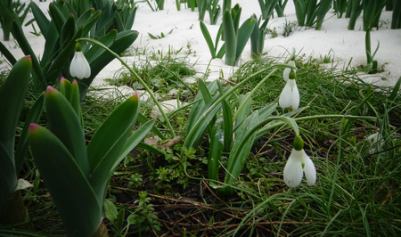 Galanthus. Beautiful spring flowers in the wild. Snowdrops in nature. First spring flowers snowdrops in the woods. Wild white snowdrops in the snow.の写真素材