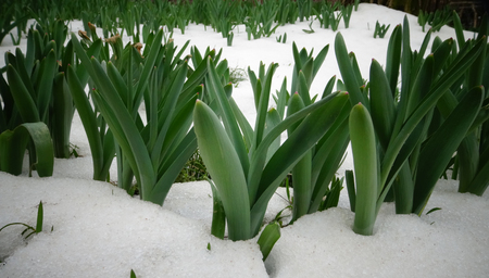 Spring flowers sprout from the snowの写真素材