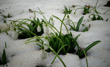 Galanthus. Beautiful spring flowers in the wild. Snowdrops in nature. First spring flowers snowdrops in the woods. Wild white snowdrops in the snow.の写真素材