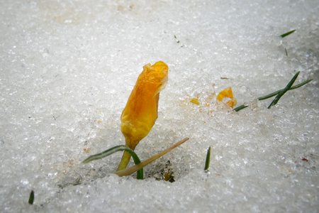 Crocuses, spring flowers sprout from the snowの写真素材