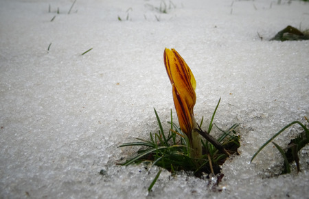Crocuses, spring flowers sprout from the snowの写真素材