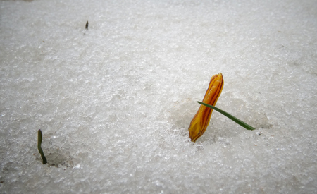 Crocuses, spring flowers sprout from the snowの写真素材