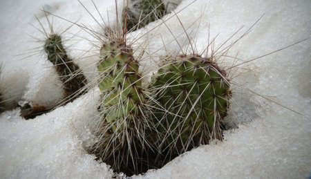 Hibernating in the open ground cacti, in the spring under the snowの写真素材