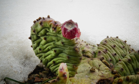Hibernating in the open ground cacti, in the spring under the snowの写真素材