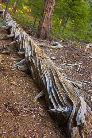 Dead Gigantic pine trees in Sequoia National Park.の写真素材