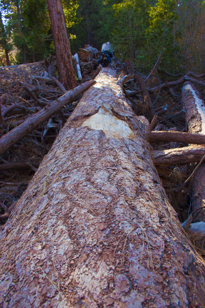 Giant pine trees in Sequoia National Park.の写真素材