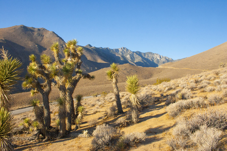 Many large Yucca in the Sierra Nevada Mountains, California, USA. The Sierra Nevada is a mountain range in the Western United States.の写真素材