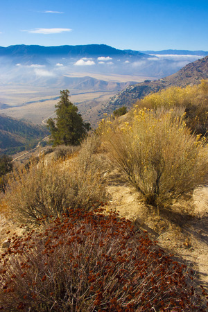 Woody and herbaceous plants in the Sierra Nevada Mountains, California, USA. The Sierra Nevada is a mountain range in the Western United States.の写真素材