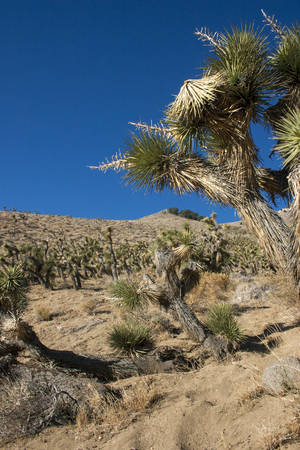 Many large Yucca in the Sierra Nevada Mountains, California, USA. The Sierra Nevada is a mountain range in the Western United States.の写真素材