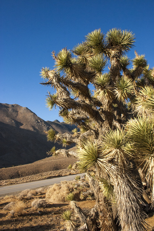 Many large Yucca in the Sierra Nevada Mountains, California, USA. The Sierra Nevada is a mountain range in the Western United States.の写真素材