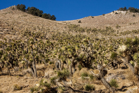 Many large Yucca in the Sierra Nevada Mountains, California, USA. The Sierra Nevada is a mountain range in the Western United States.の写真素材