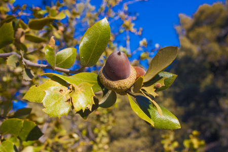 Oak mountain acorns in the Sierra Nevada Mountains, California, USA. The Sierra Nevada is a mountain range in the Western United States.の写真素材