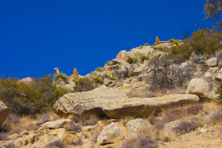 Woody and herbaceous plants in the Sierra Nevada Mountains, California, USA. The Sierra Nevada is a mountain range in the Western United States.の写真素材