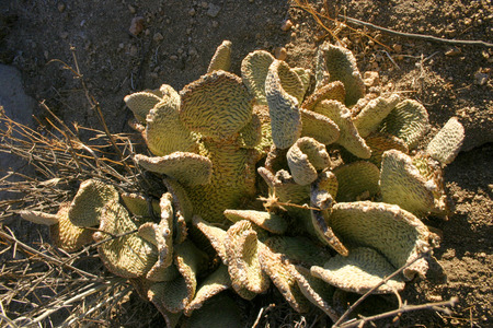 Opuntia engelmannii var. aciculata. Chenille Prickly Pear Cactus, Opuntia aciculata. Mojave Desert Joshua Tree National Parkの写真素材