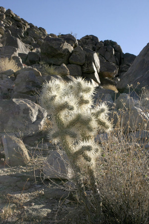 Cacti with white thorns among stones (Cylindropuntia echinocarpa)の写真素材