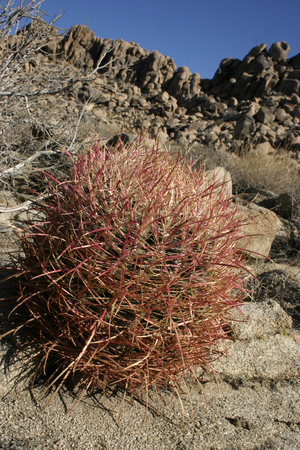 Ferocactus cylindreus among the stones, Cacti with red prickles among stone rocksの写真素材