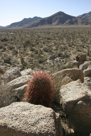 Ferocactus cylindreus among the stones, Cacti with red prickles among stone rocksの写真素材