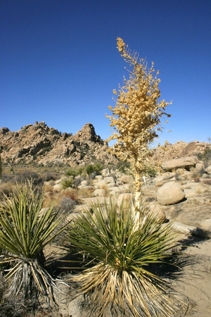 Yucca Nolina Beargrass Hidden Valley Landscape Mojave Desert Joshua Tree National Park Californiaの写真素材