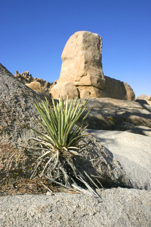 Rock Climb Joshua Tree Big Rocks Yucca Brevifolia Mojave Desert Joshua Tree National Park Californiaの写真素材