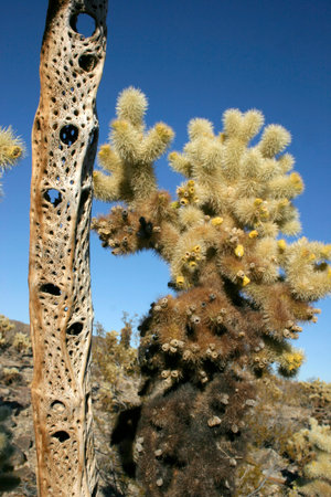 Cholla Cactus Garden in Joshua Tree National Park