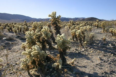 Cholla Cactus Garden in Joshua Tree National Parkの写真素材
