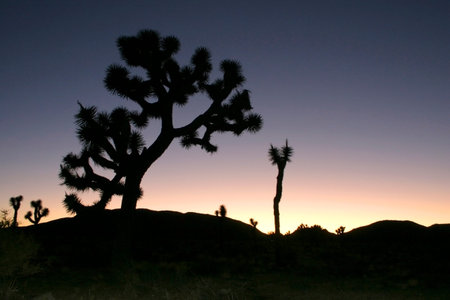 Joshua Tree Landscape Yucca Brevifolia Mojave Desert Joshua Tree National Park Californiaの写真素材