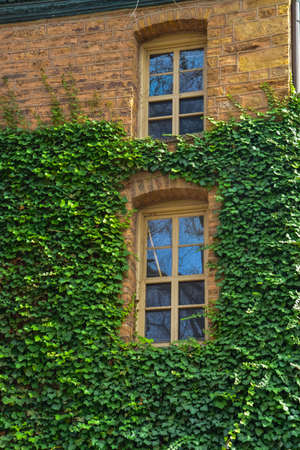 PRINCETON, NJ USA - NOVENBER 12, 2019: creeping plants, ivy on the walls of educational buildings at Princeton University. Plants in landscape design. Princeton, NJのeditorial素材