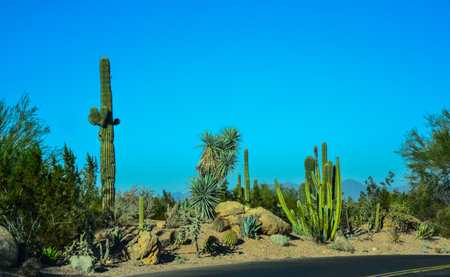 Different types of prickly pear cacti in a botanical garden in Phoenix, Arizonaのeditorial素材