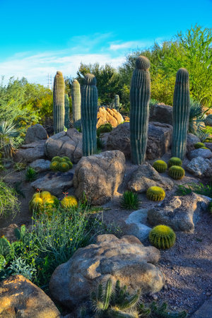 USA, PHENIX, ARIZONA- NOVEMBER 17, 2019: A group of succulent plants Agave and Opuntia cacti in the botanical garden of Phoenix, Arizona, USAのeditorial素材