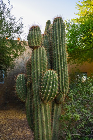 Arizona cacti. A view looking up a Saguaro cactus (Carnegiea gigantea),の写真素材
