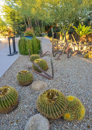 A group of succulent plants and cacti in the Phoenix Botanical Garden, Arizona, USAのeditorial素材
