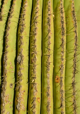 Arizona cacti. A view looking up a Saguaro cactus (Carnegiea gigantea) from its baseの写真素材