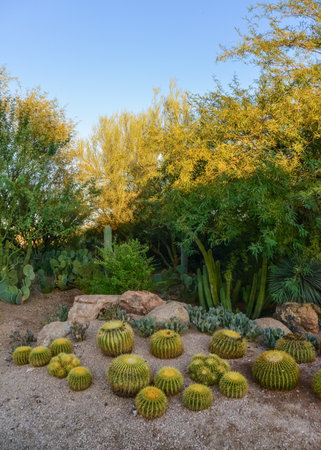 A group of succulent plants and cacti in the Phoenix Botanical Garden, Arizona, USAのeditorial素材