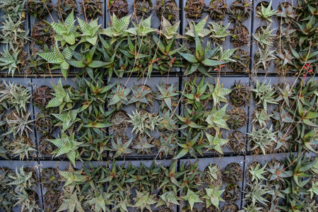 USA, PHENIX, ARIZONA- NOVEMBER 17, 2019: A group of succulent plants in the Phoenix Botanical Garden, Arizona, USAのeditorial素材