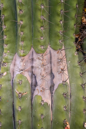 Arizona cacti. A view looking up a Saguaro cactus (Carnegiea gigantea), stem testingのeditorial素材