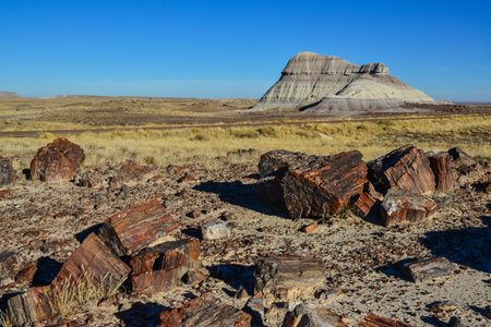The trunks of petrified trees, multi-colored crystals of minerals. Petrified Forest National Park, Arizonaの写真素材